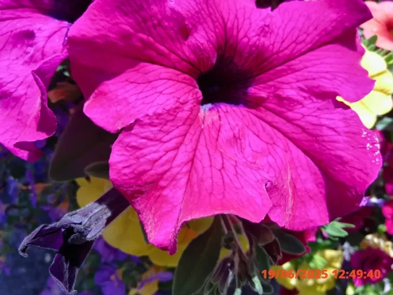 Обзор Kodak Pixpro C1: ретро-компакт или дешевая «мыльница»? фото