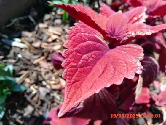 Обзор Kodak Pixpro C1: ретро-компакт или дешевая «мыльница»? фото