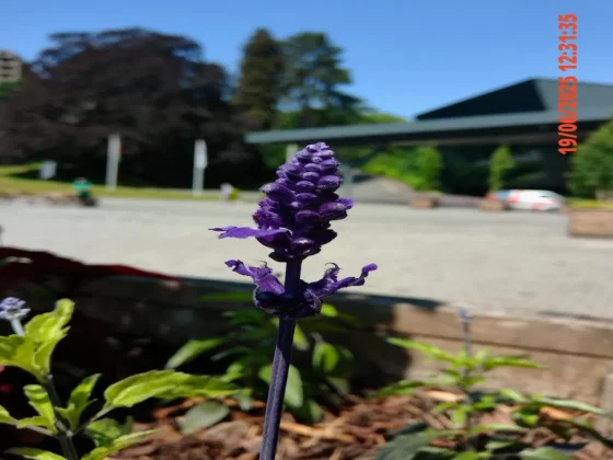 Обзор Kodak Pixpro C1: ретро-компакт или дешевая «мыльница»? фото