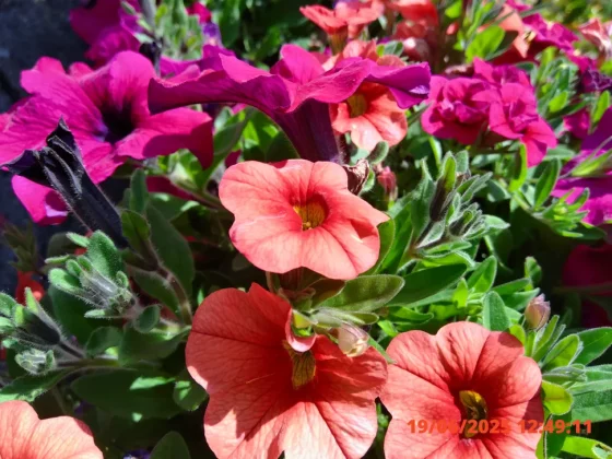 Обзор Kodak Pixpro C1: ретро-компакт или дешевая «мыльница»? фото