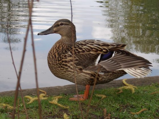 Обзор Kodak Pixpro WPZ2: неубиваемый компактный фотоаппарат по привлекательной цене фото