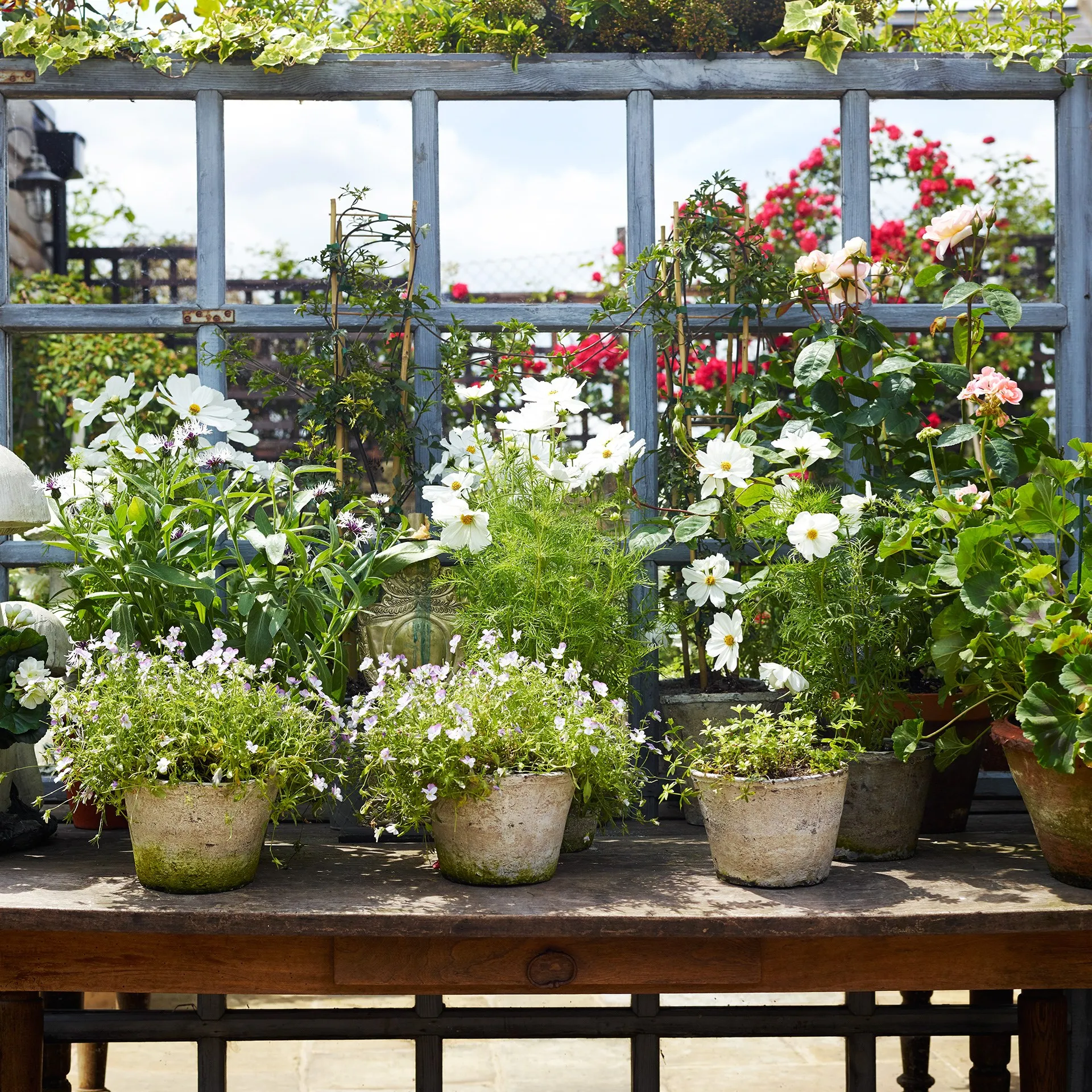 Зеркальный сад: магия отражений