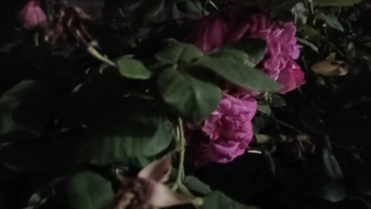 Обзор Oppo A5 Pro 5G: шаг в будущее и два — в прошлое? фото