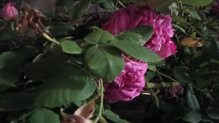 Обзор Oppo A5 Pro 5G: шаг в будущее и два — в прошлое? фото