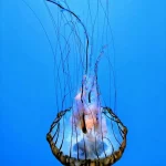 Google Pixel 10: революция в камере со 100-кратным зумом, умным ИИ-тренером и новыми режимами съемки