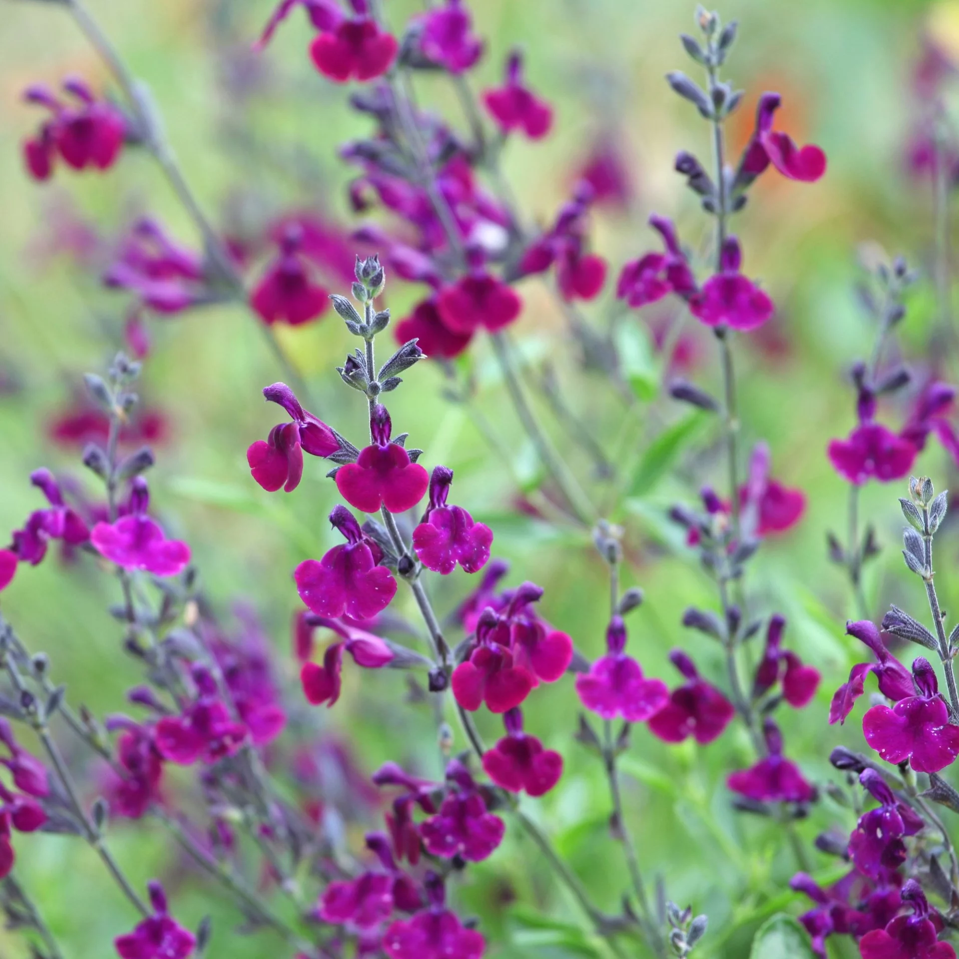 Продлите лето: 8 великолепных многолетников, которые нужно посадить в августе для ослепительного осеннего сада!