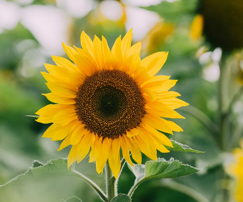 Растения, которые можно посадить рядом с подсолнухами: 5 культур и цветов, которые прекрасно уживутся с этими жизнерадостными цветами картинка С подсолнухами