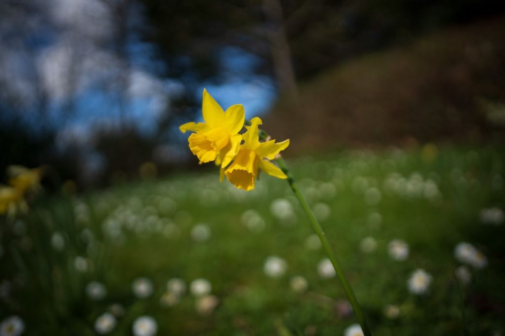 Sigma 20 мм F2 DG DN