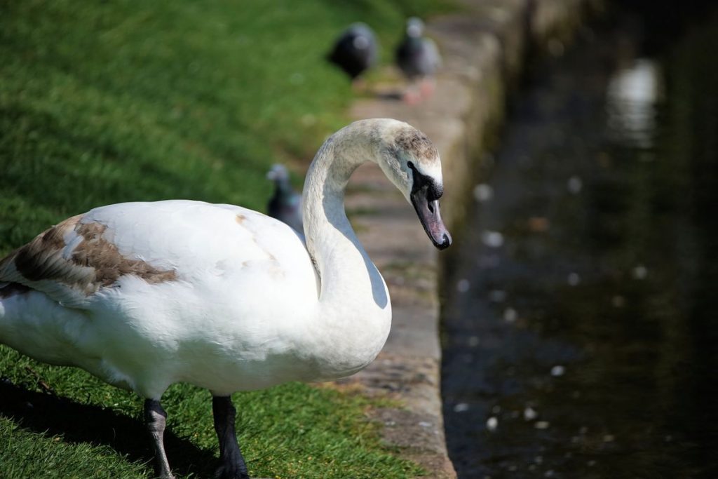 Sony FE 100-400 мм