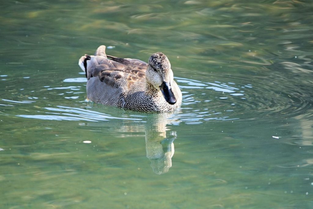 Sony FE 100-400 мм