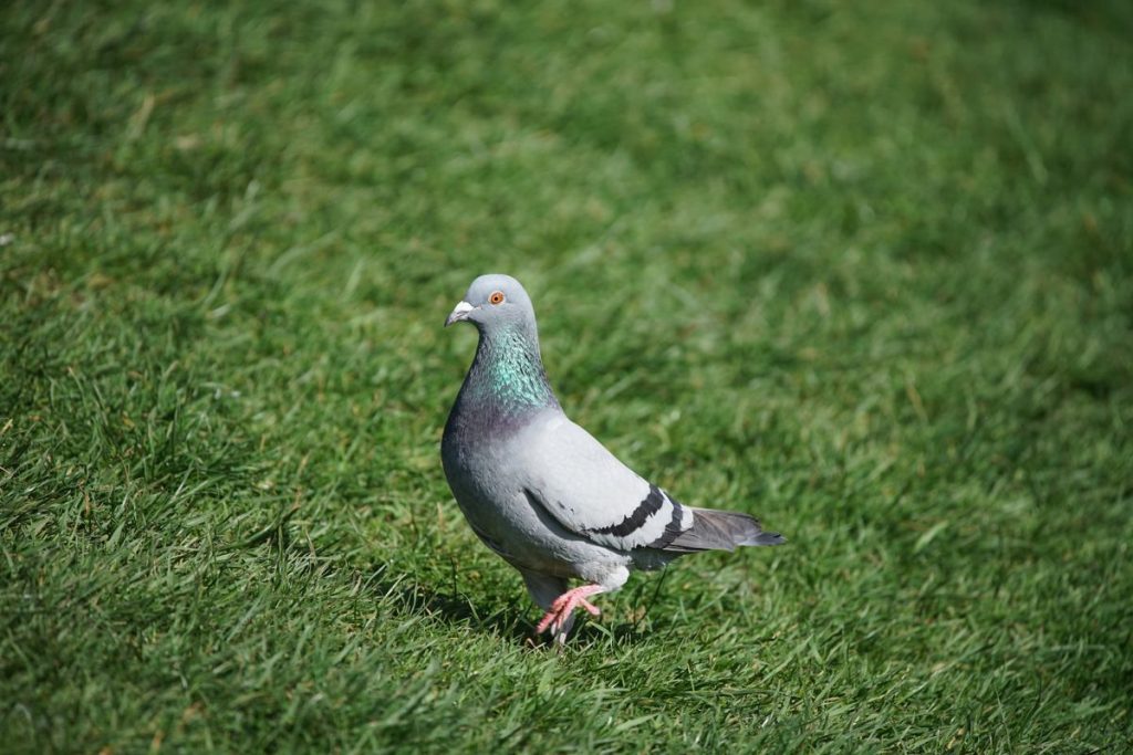 Sony FE 100-400 мм