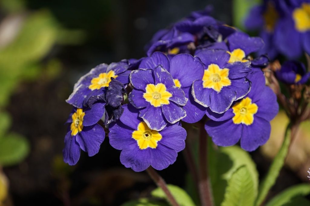 Sony FE 100-400 мм