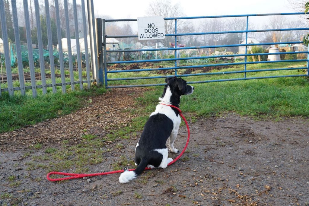 Sony FE 35mm F1.4 G Master