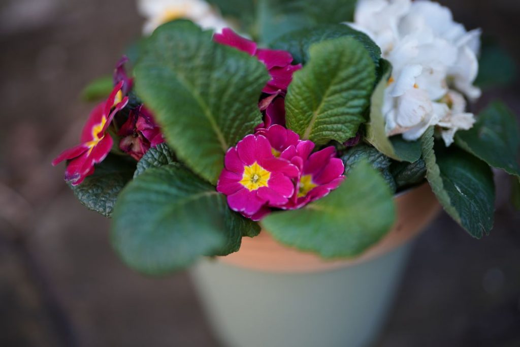 Sony FE 50mm F1.2 G Master