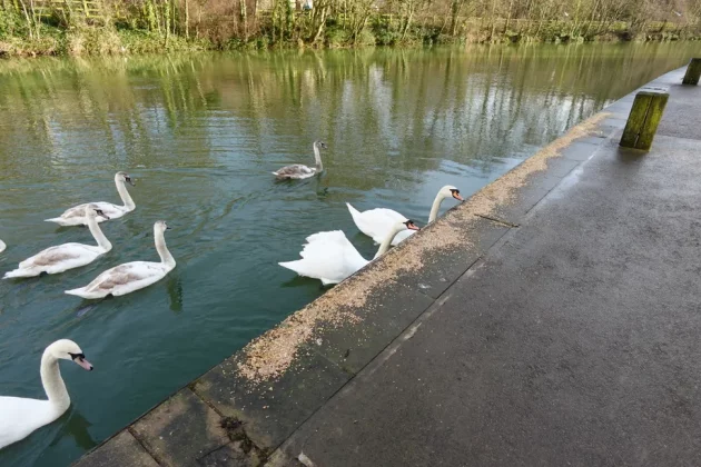 Обзор Sony ZV-1F: видеоблогинг никогда не был проще фото