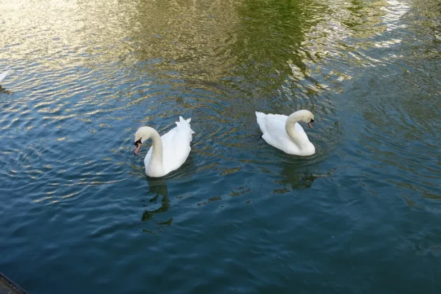 Обзор Sony ZV-1F: видеоблогинг никогда не был проще фото