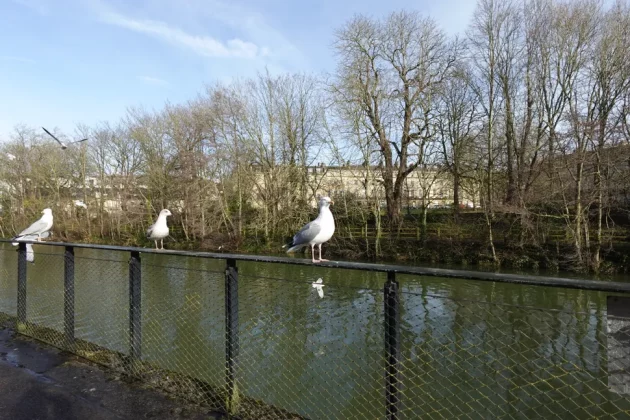 Обзор Sony ZV-1F: видеоблогинг никогда не был проще фото