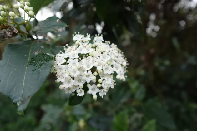 Обзор Sony ZV-1F: видеоблогинг никогда не был проще фото