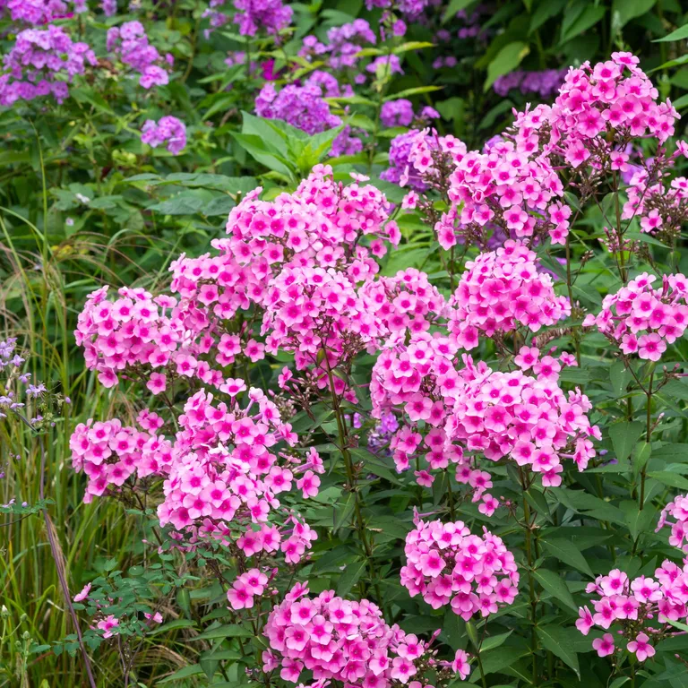 Какие многолетники обрезать в августе, чтобы сад цвел до самых заморозков?