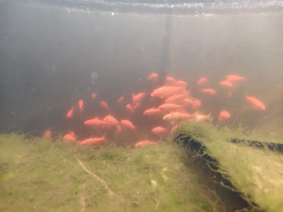 Обзор Vivo V60: создан для маньяков селфи фото