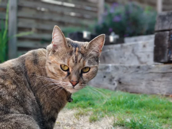 Обзор Vivo V60: создан для маньяков селфи фото