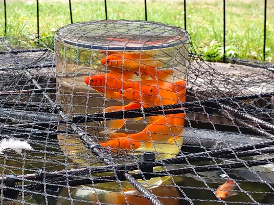 Обзор Vivo V60: создан для маньяков селфи фото