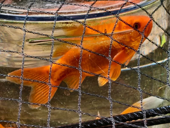 Обзор Vivo V60: создан для маньяков селфи фото