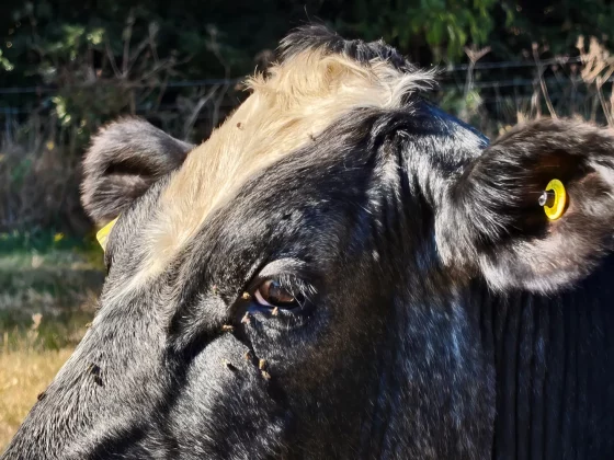 Обзор Vivo V60: создан для маньяков селфи фото