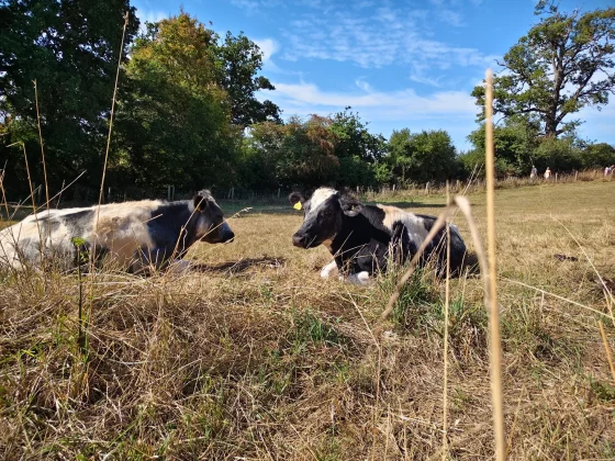 Обзор Vivo V60: создан для маньяков селфи фото