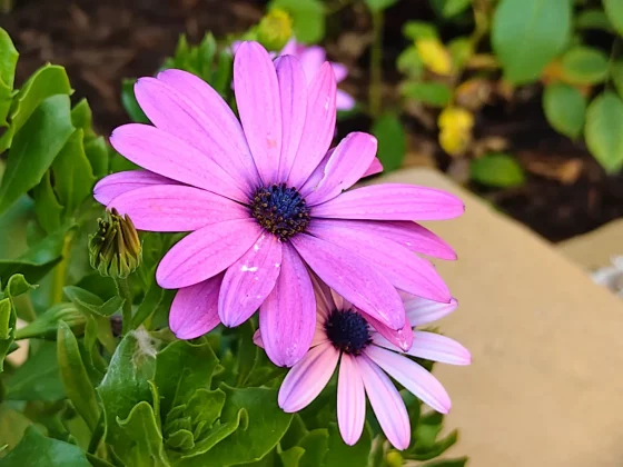 Обзор Vivo V60: создан для маньяков селфи фото