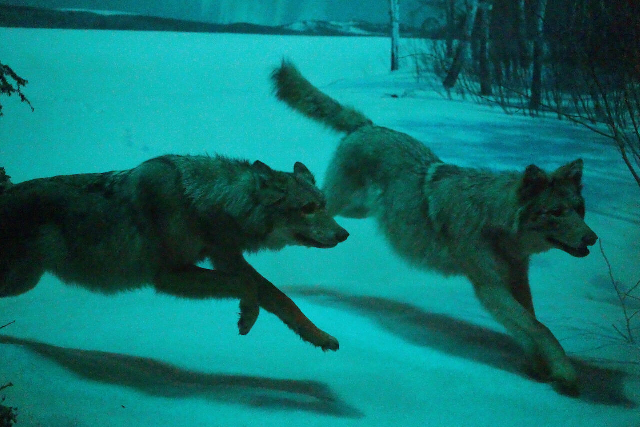 Sigma, Sigma BF! Sigma BF! Sigma BF!