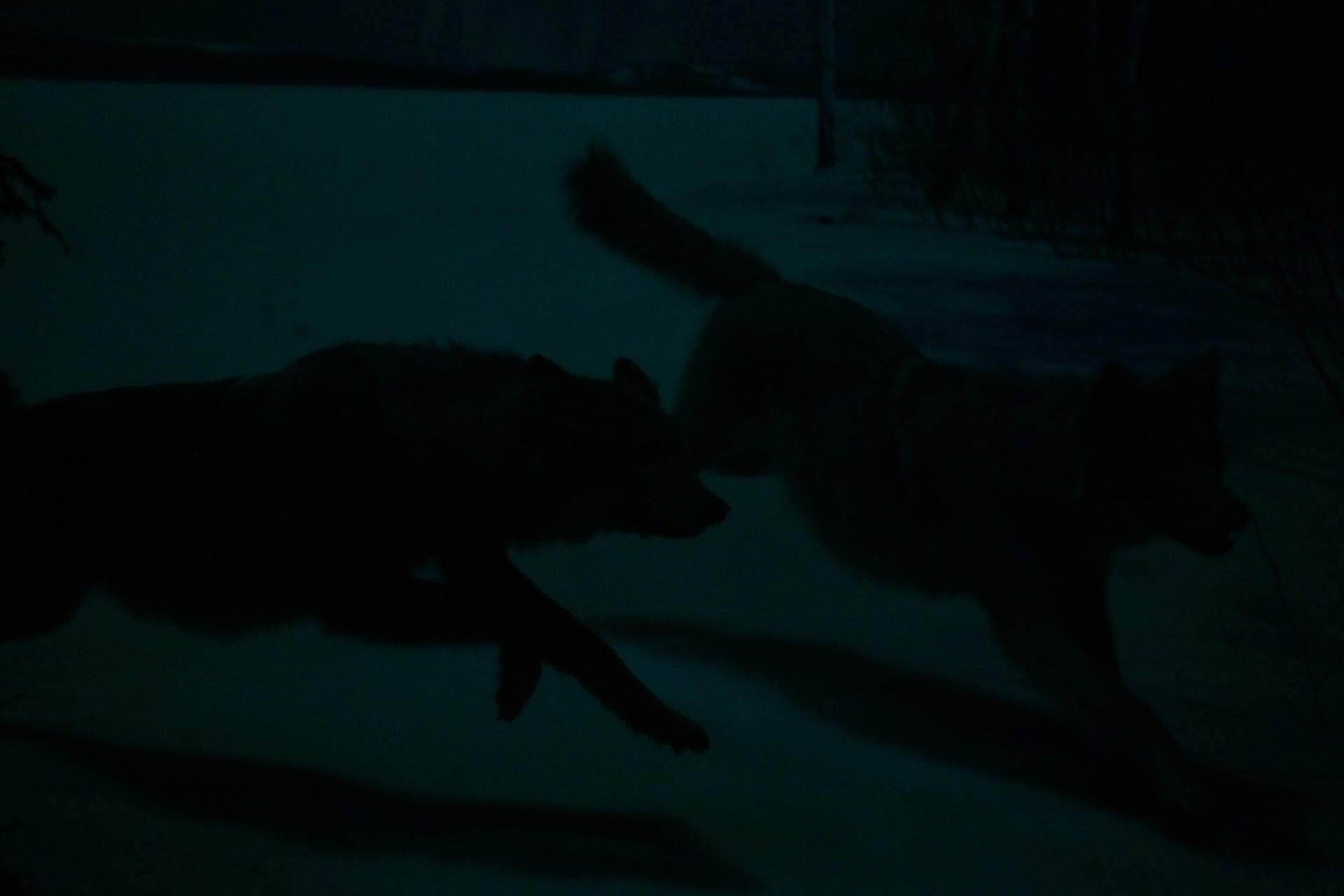 Sigma, Sigma BF! Sigma BF! Sigma BF!