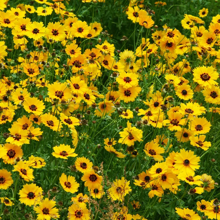 Какие многолетники обрезать в августе, чтобы сад цвел до самых заморозков?