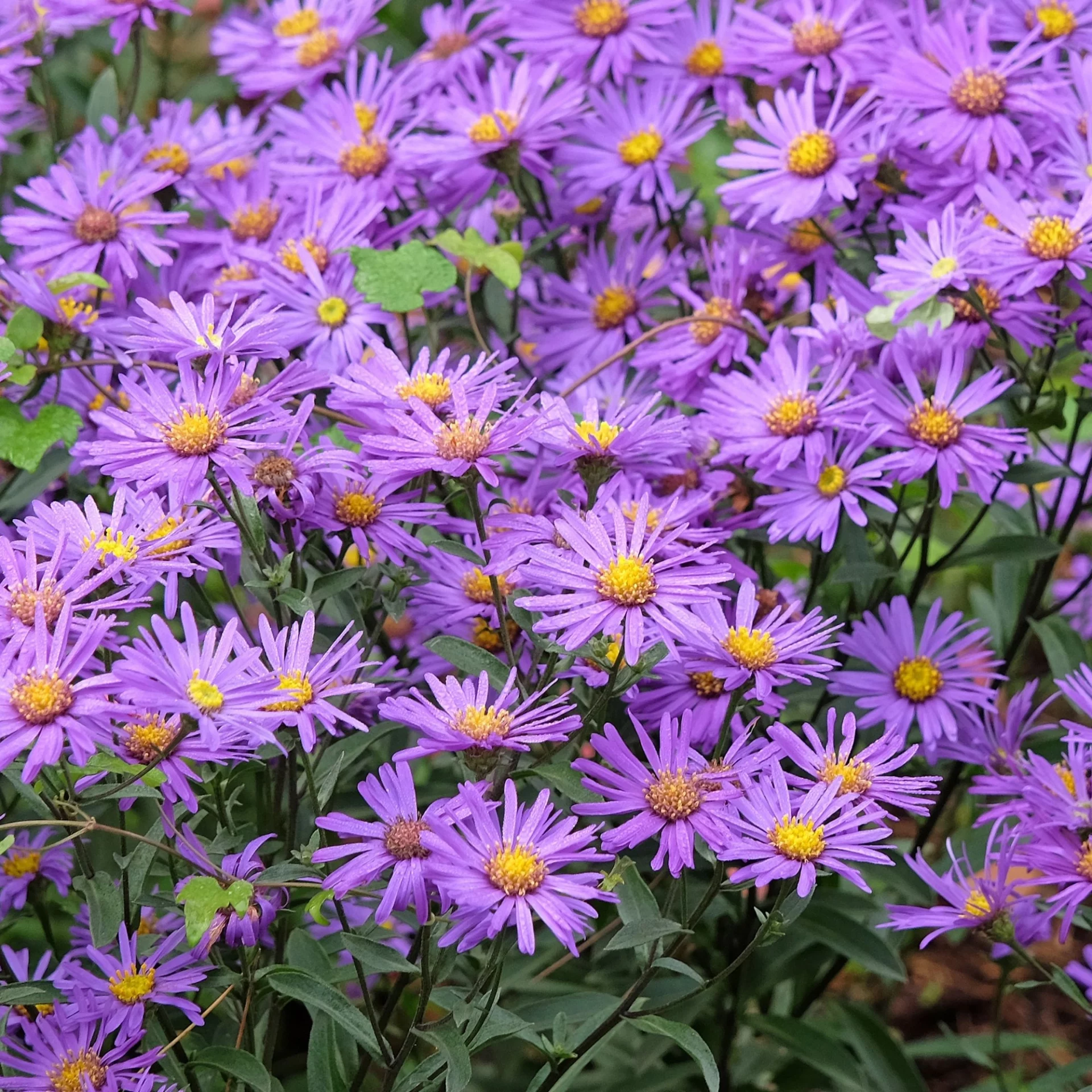 Продлите лето: 8 великолепных многолетников, которые нужно посадить в августе для ослепительного осеннего сада!