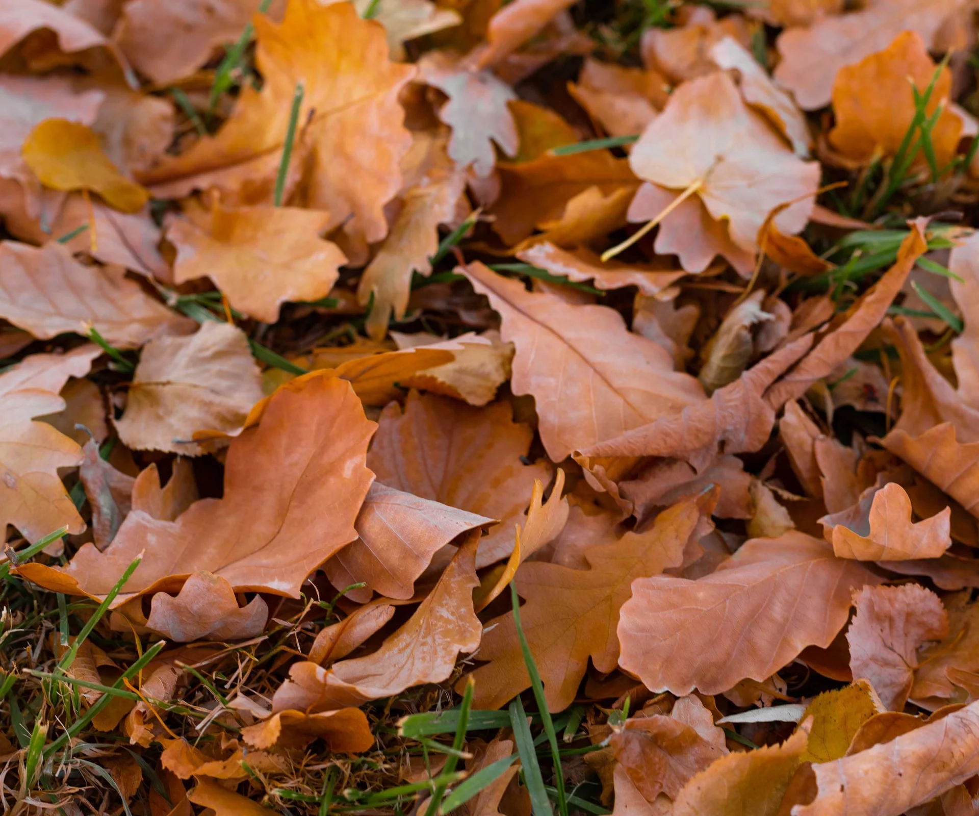 5 неожиданных «магнитов» для клещей на вашем участке: проверьте свой сад, пока не поздно!