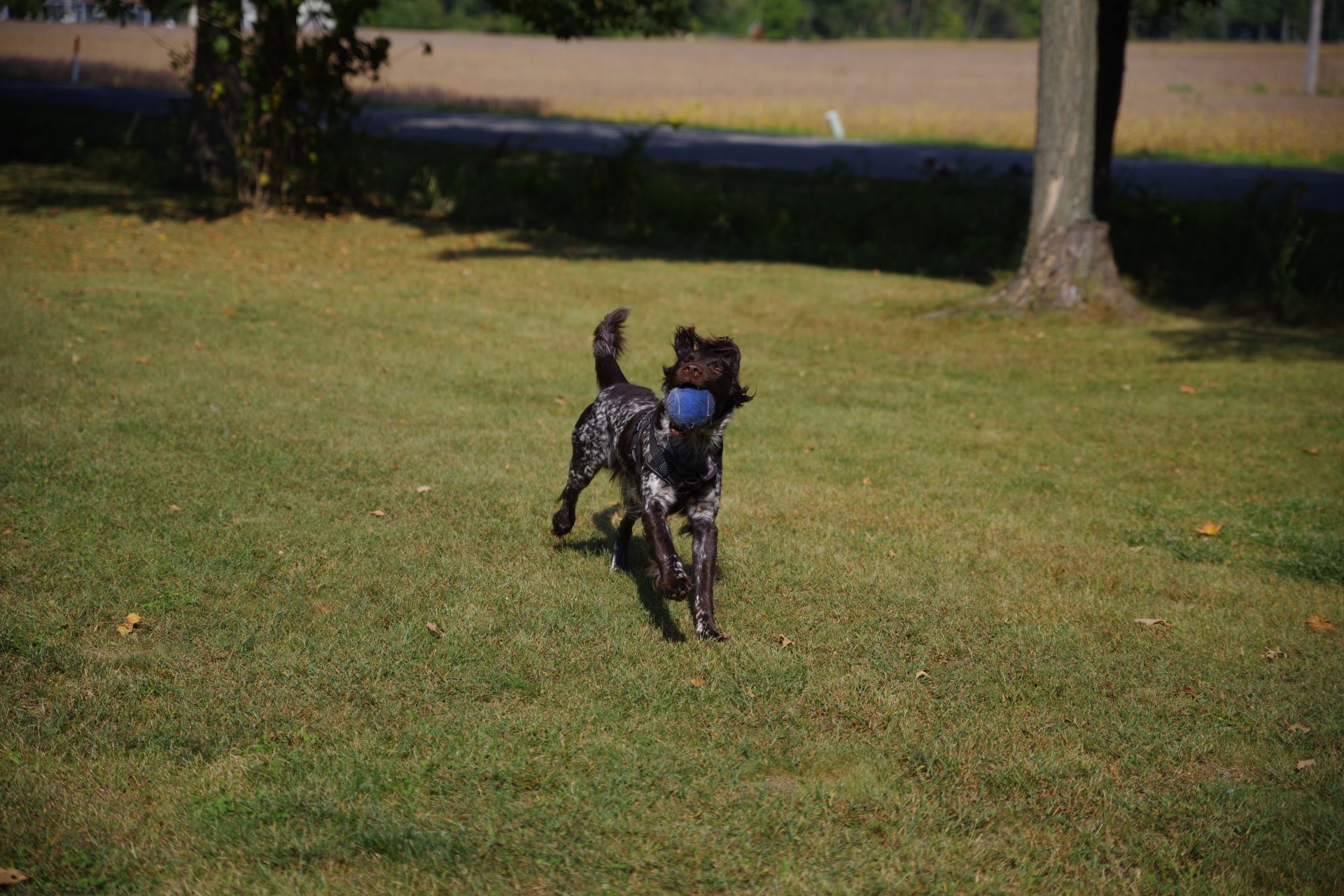  Pentax-D FA 24-70mm f/2.8: 