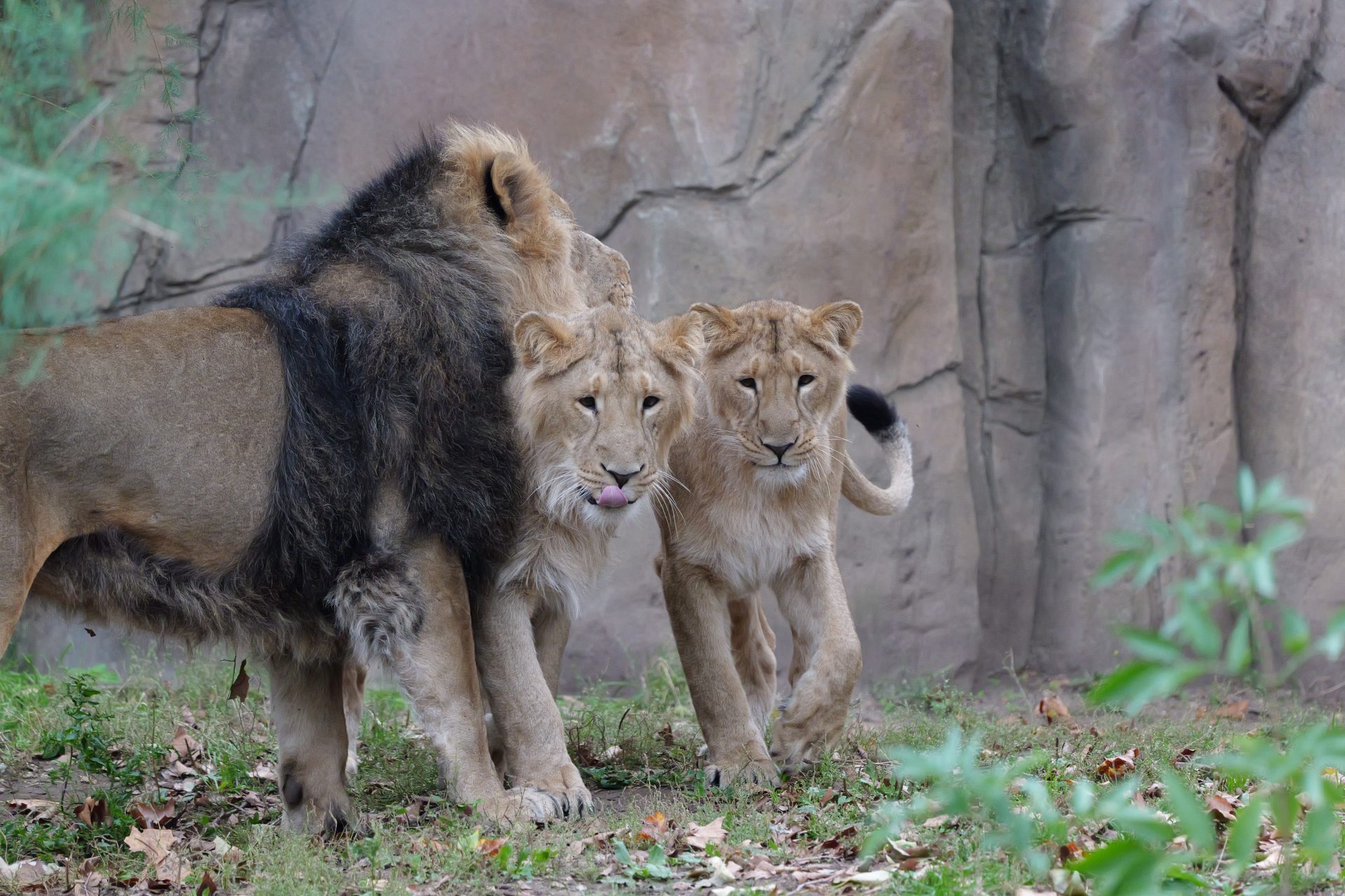 Обзор Panasonic Lumix S 100-500mm f/5-7.1 — мощный и компактный зум картинка Panasonic Lumix S 100-500mm f/5-7.1