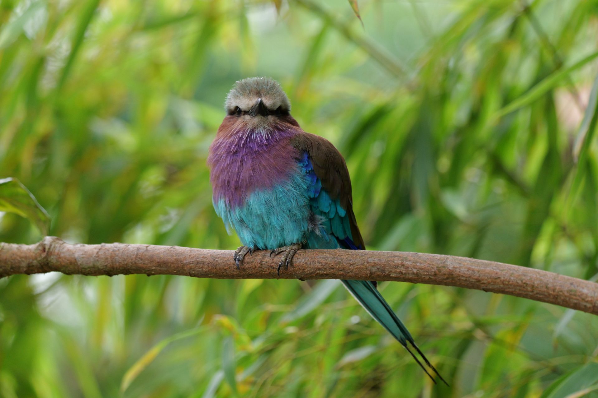 Panasonic Lumix S 100-500mm