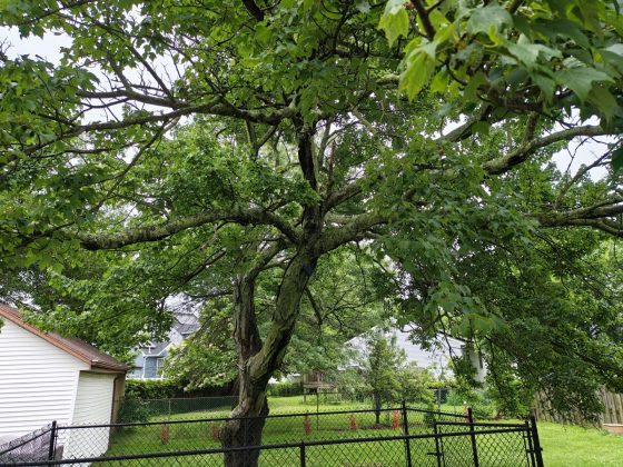 Motorola Razr Plus (2025)