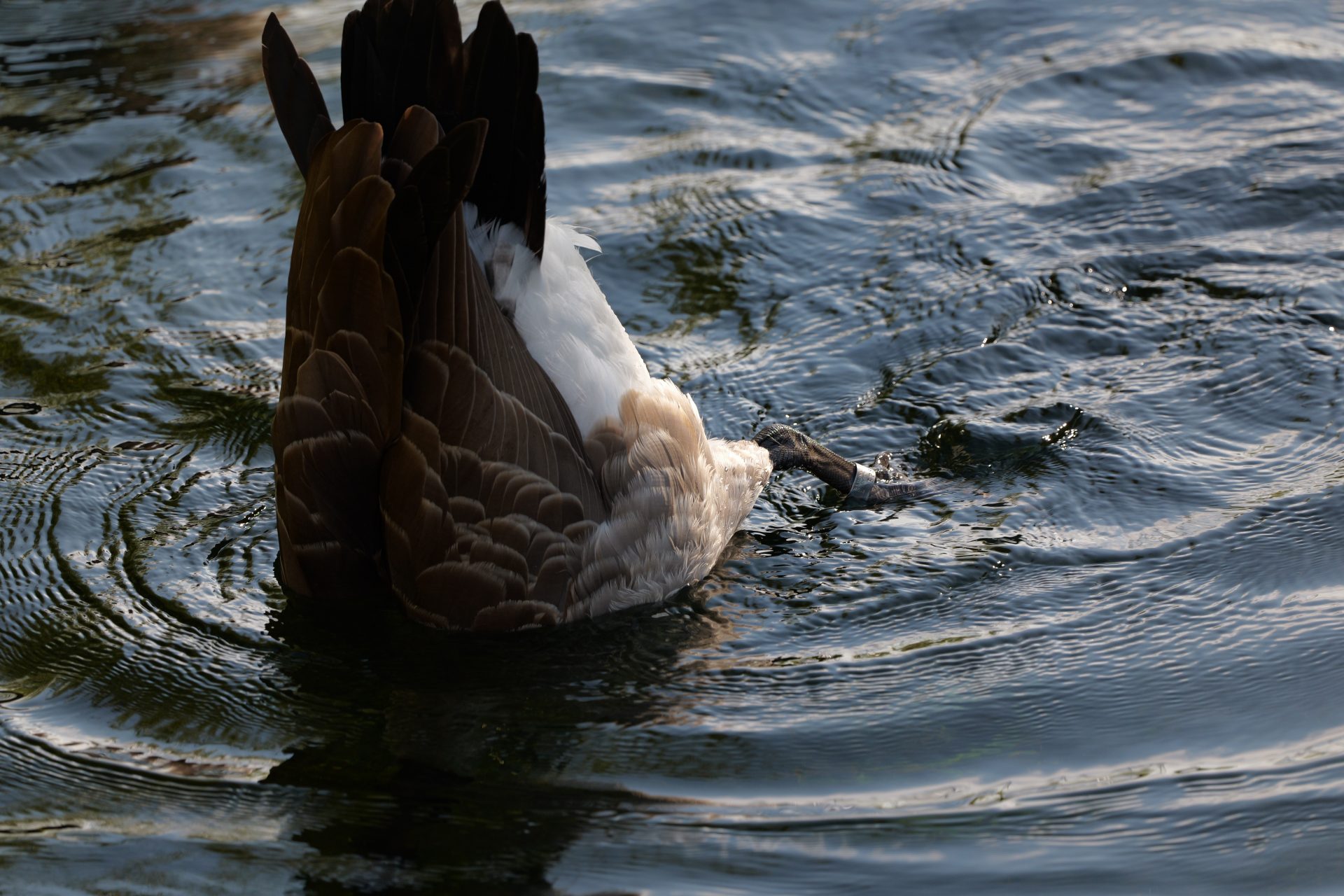 Panasonic Lumix S 100-500mm