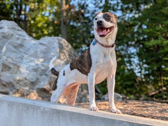 Google Pixel 10 Pro XL