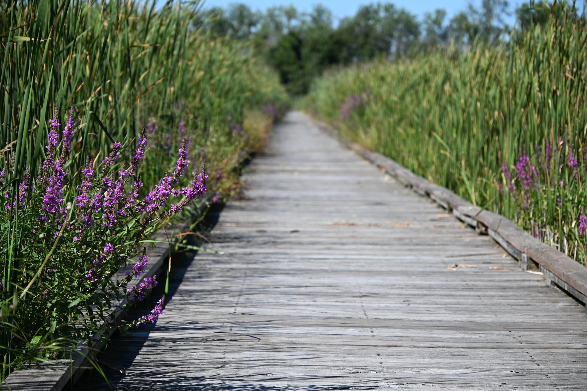 Обзор Tamron 18-300mm