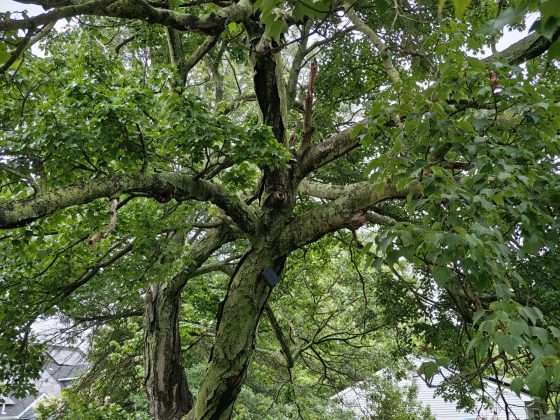 Motorola Razr Plus (2025)