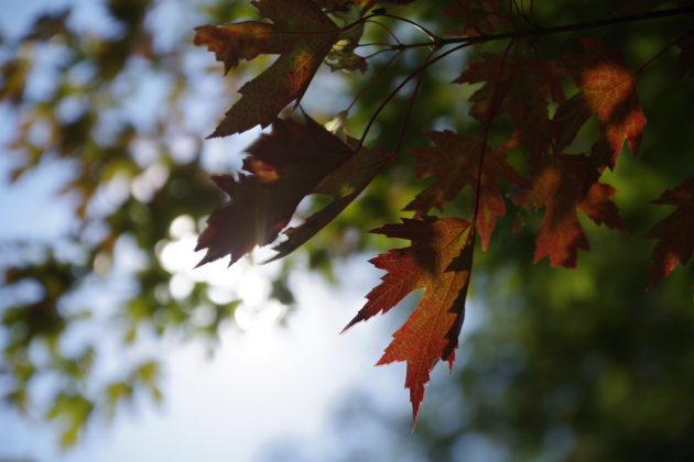 Pentax-D FA 24-70mm f/2.8: