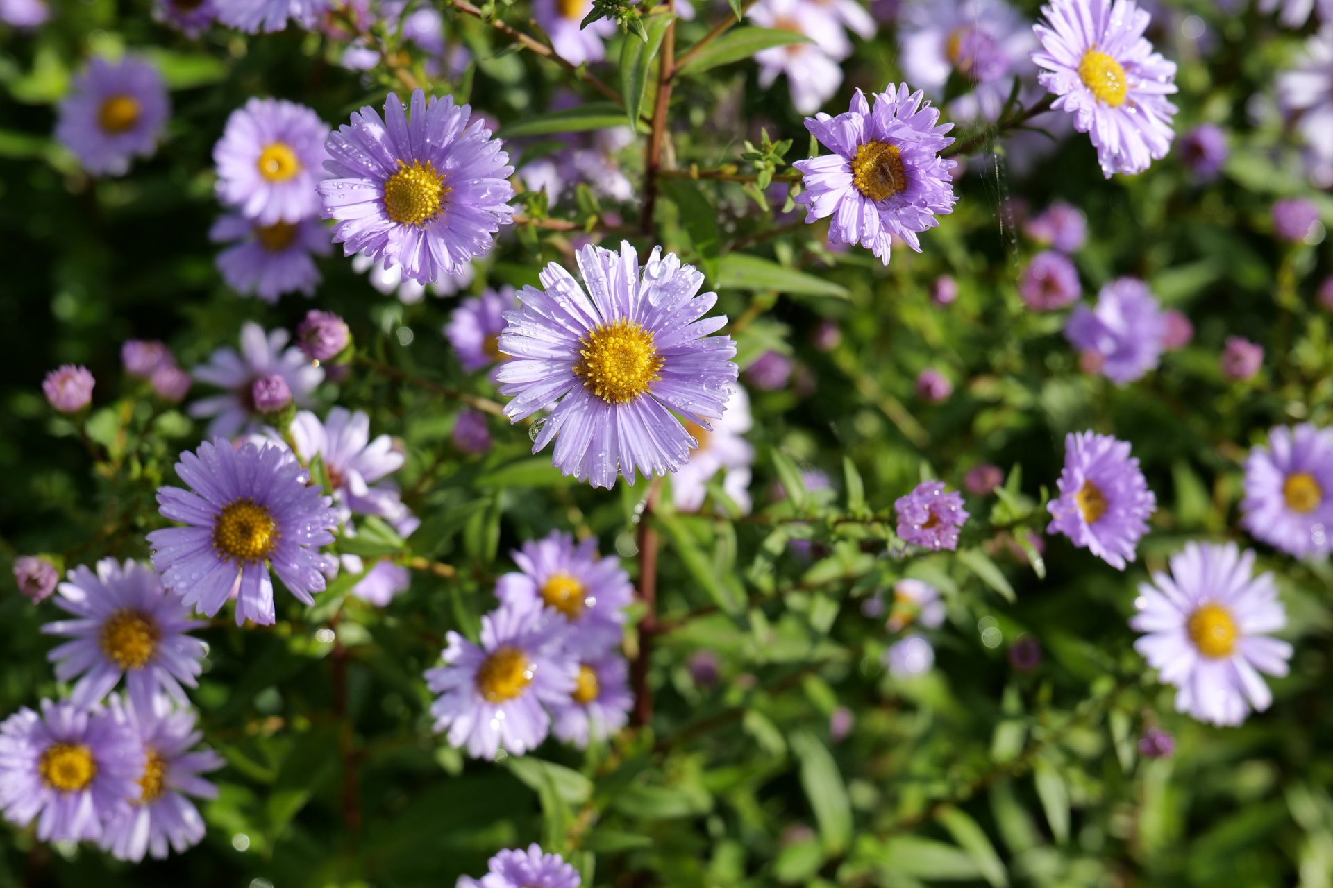 Panasonic Lumix S 20-60mm f/3.5-5.6