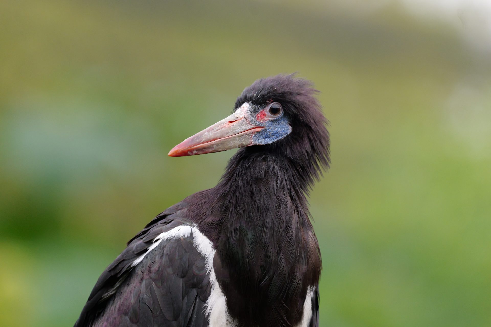 Panasonic Lumix S 100-500mm