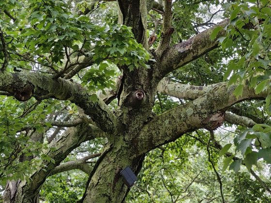 Motorola Razr Plus (2025)