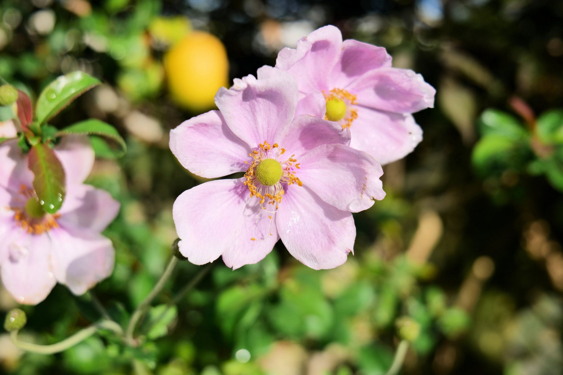 Panasonic Lumix S 20-60mm f/3.5-5.6