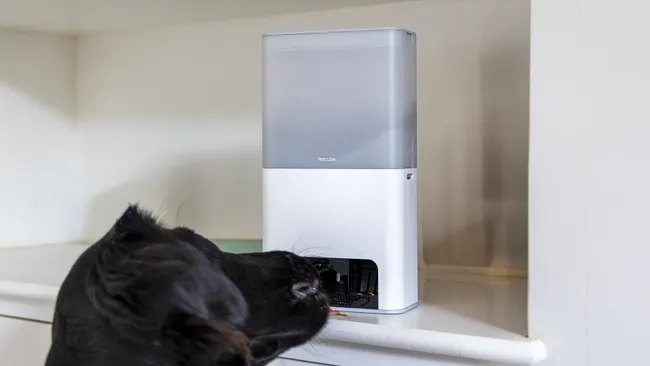 Лучшие камеры для домашних животных