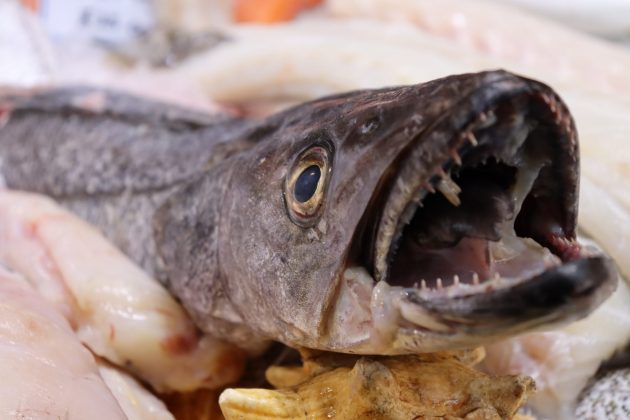 Canon EOS Rebel SL3 / EOS 250D